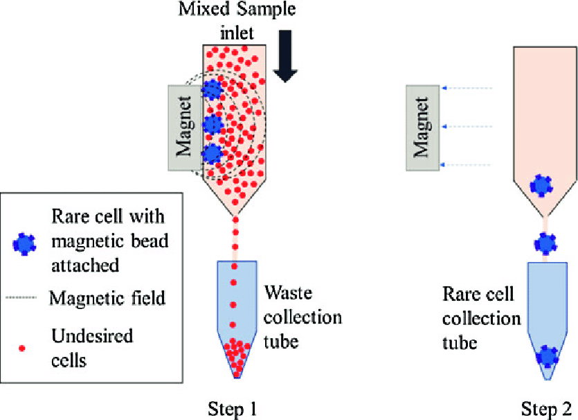 MACS sperm separation diagram