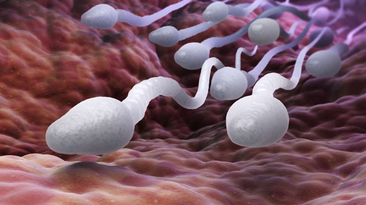 Sperm Swimming Patterns